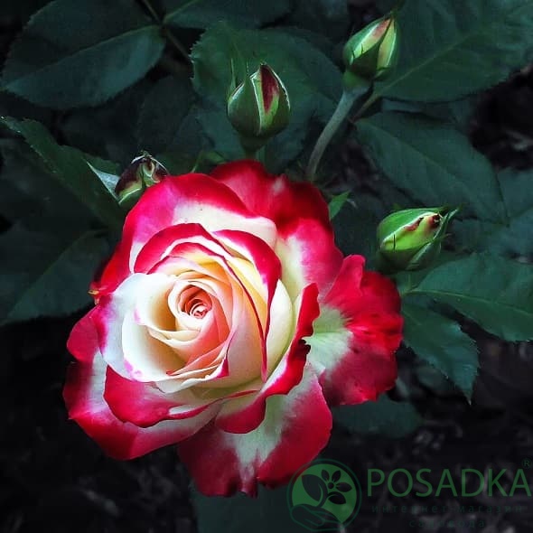 картинка Роза флорибунда Дик Кларк (Rosa Dick Clark) 