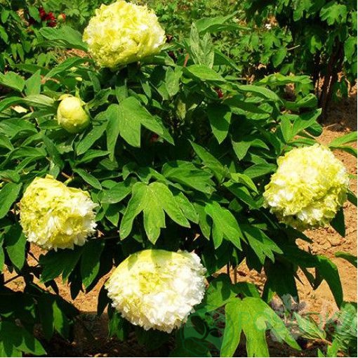 картинка Пион древовидный Spring Willow Chun Liu 