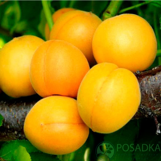 картинка Абрикос колоновидный Принц Март 