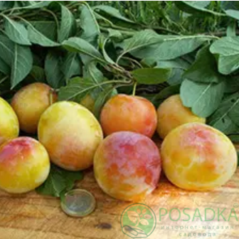 картинка Слива диплоидная Соррисо ди Примавера  картинка Слива диплоидная Соррисо ди Примавера