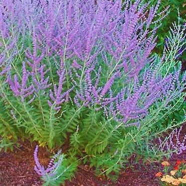 картинка Полынь перовския лебедолистна (Perovskia atriplicifolia) 