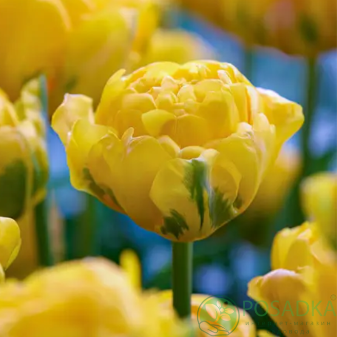 картинка Тюльпан Vulcan D'or 