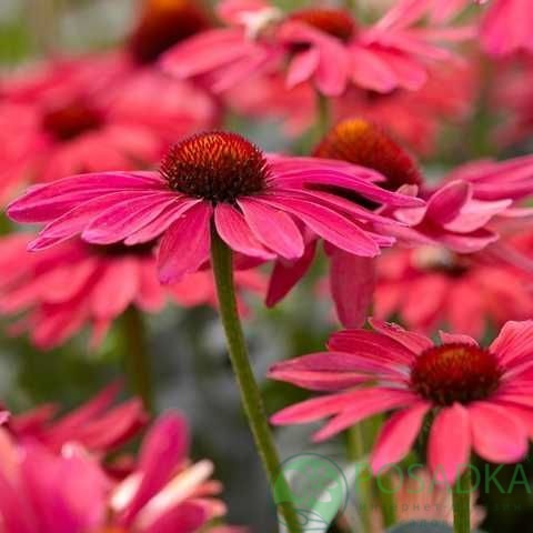 картинка Эхинацея Sweet Meadow Mama 