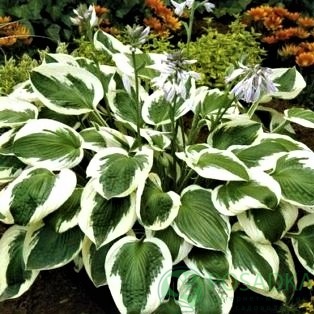 картинка Хоста Minuteman 