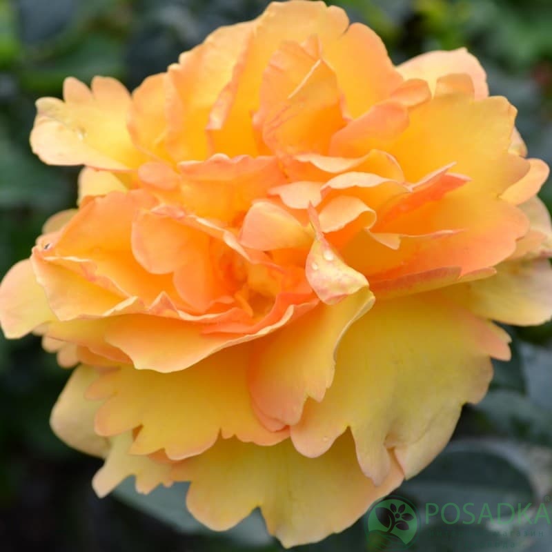 картинка Роза английская Сахара С2 