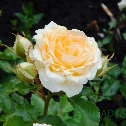 картинка Роза флорибунда Крем Грация (Cream Gracia) 