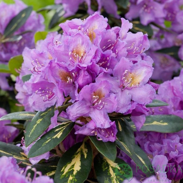 картинка Рододендрон Gold Flimmer 