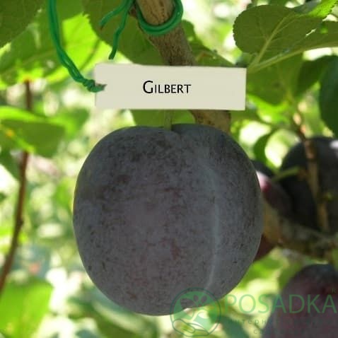 картинка Слива Гильберт 