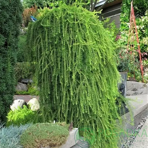 картинка Лиственница европейская Пендула на штамбе 15л 