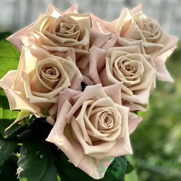 картинка Роза чайно-гибридная Мента С2 