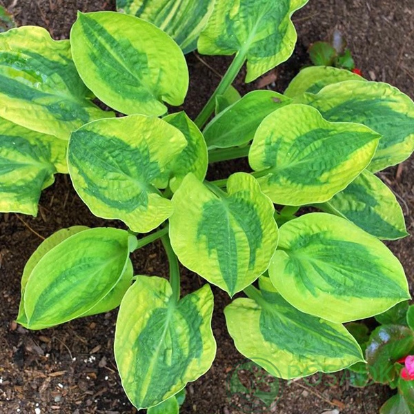 картинка Хоста Glad Rags 