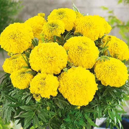 картинка Бархатцы низкорослые Купид Лимон семена (0.5гр)  картинка Бархатцы низкорослые Купид Лимон семена (0.5гр)