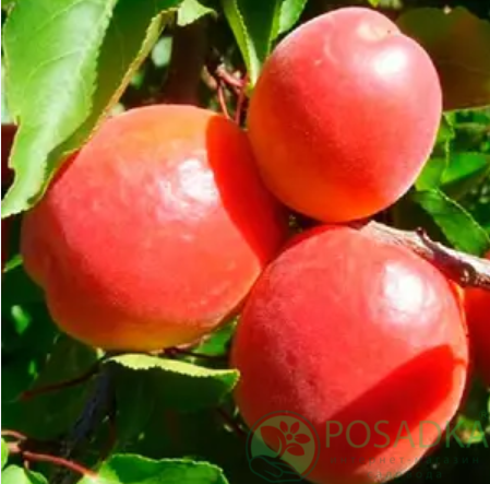 картинка Абрикос Кармен Топ 