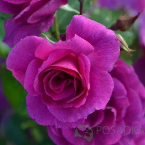 картинка Роза флорибунда Блю Бел 