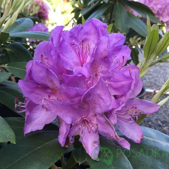 картинка Рододендрон катевбинский Boursault 5л 