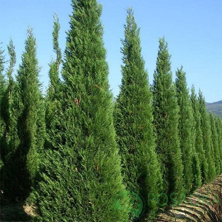 картинка Кипарисовик (Купрессоципарис) Лейланда Кастевеллан 