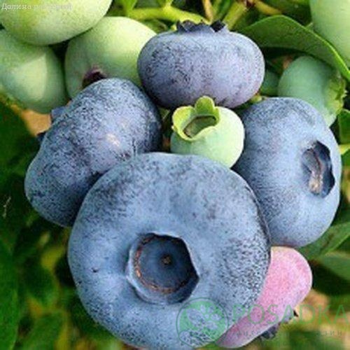 картинка Голубика 3 летняя Чантиклер (контейнер С2) 