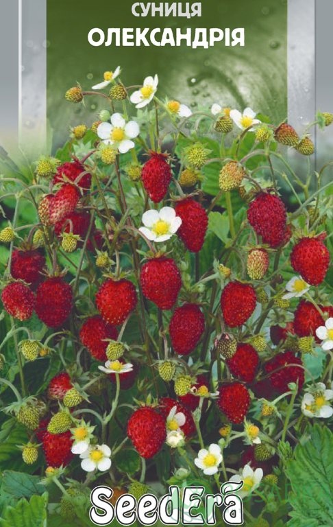 картинка Семена земляники Александрия (0.05гр) 