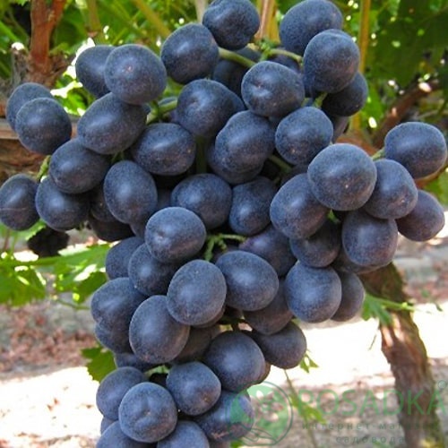 картинка Виноград кишмиш Самурай  картинка Виноград кишмиш Самурай