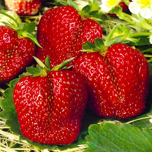 картинка Клубника Мармелада (кассета) 
