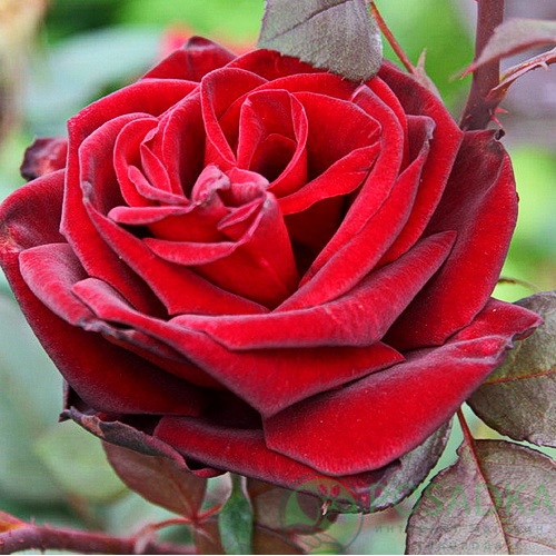 картинка Роза чайно-гибридная Баркароле С2 