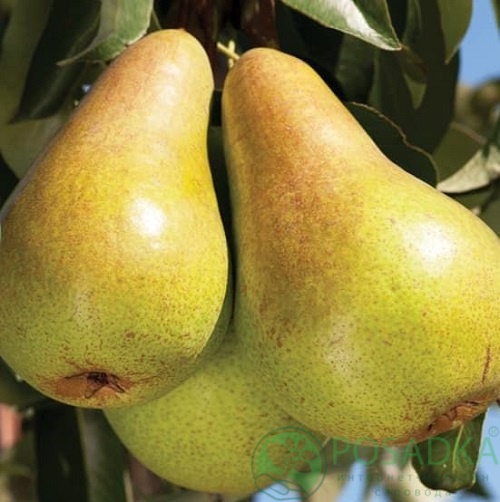 картинка Груша Июньская Лепотика 