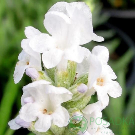 картинка Лаванда узколистная Blue Mountain White (контейнер р9) 