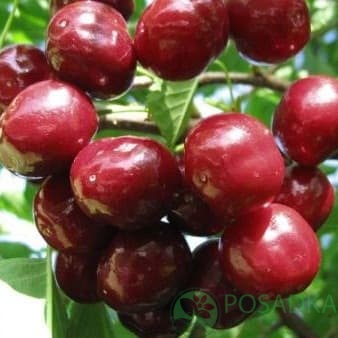 картинка Черешня Валерия 