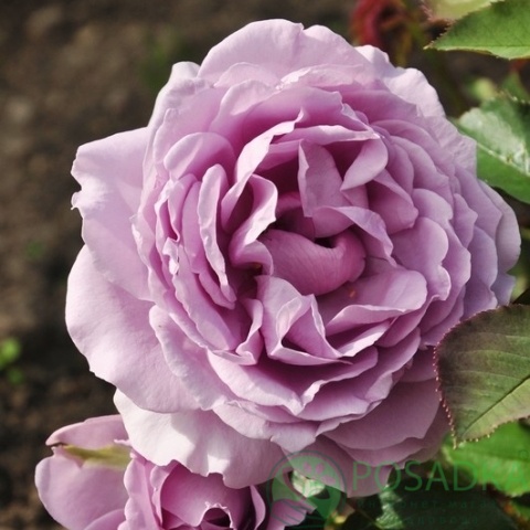 картинка Роза флорибунда Лав Сонг 