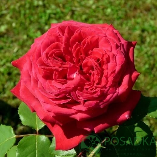 картинка Роза чайно-гибридная Ботеро 