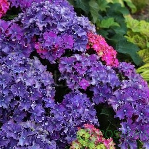 картинка Гортензия крупнолистная Curly Sparkle Blue Purple 