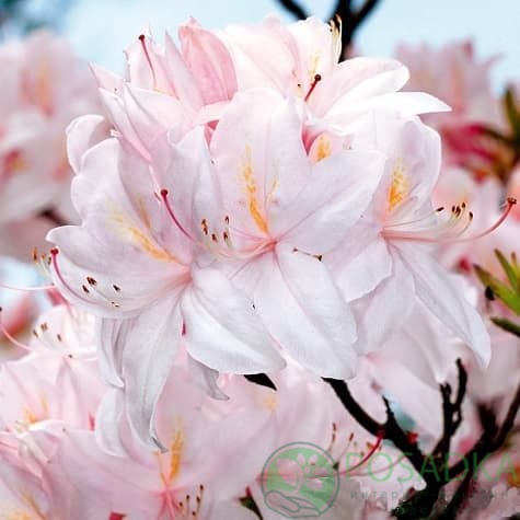 картинка Азалия японская White Lights 