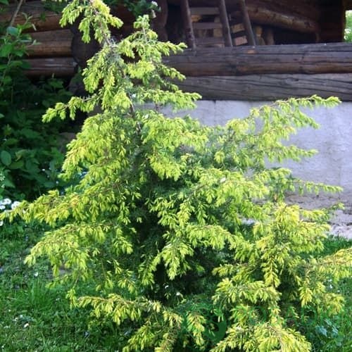 картинка Можжевельник обыкновенный Голдмахангел (Goldmachangel) 