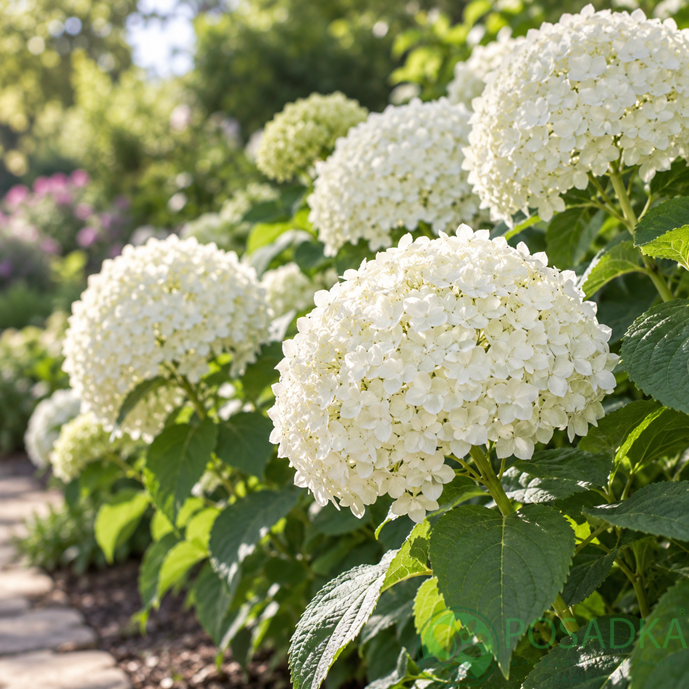 картинка Гортензия древовидная Grandiflora (Грандифлора) 