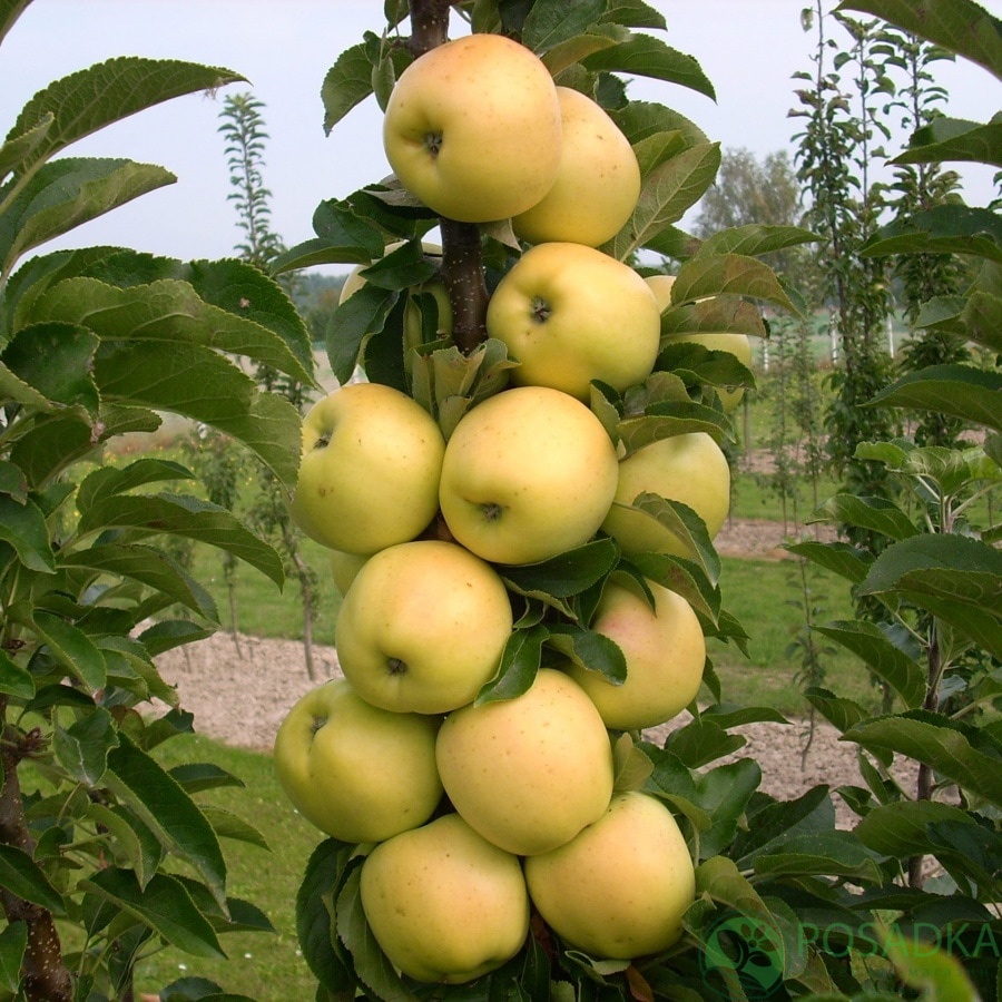 картинка Яблоня колоновидная Искорка 