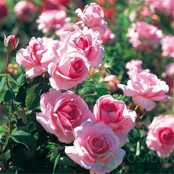 картинка Роза чайно-гибридная Жардин де Вилландри 