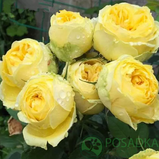 картинка Роза бордюрная Каталина (Catalina) С2 
