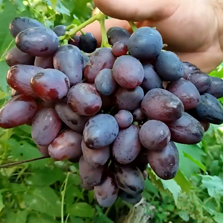 картинка Виноград Шериф 