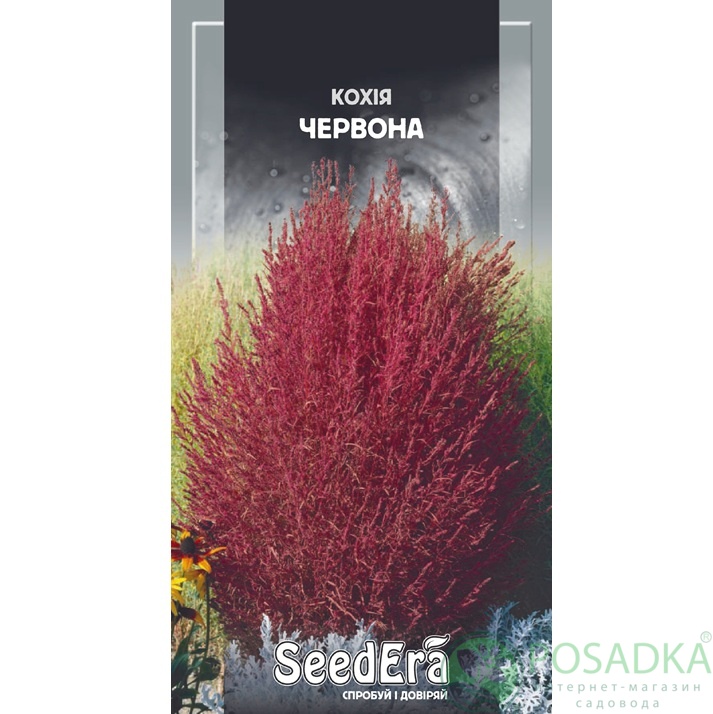 картинка Семена Кохия красная 0,5 г, Seedera 