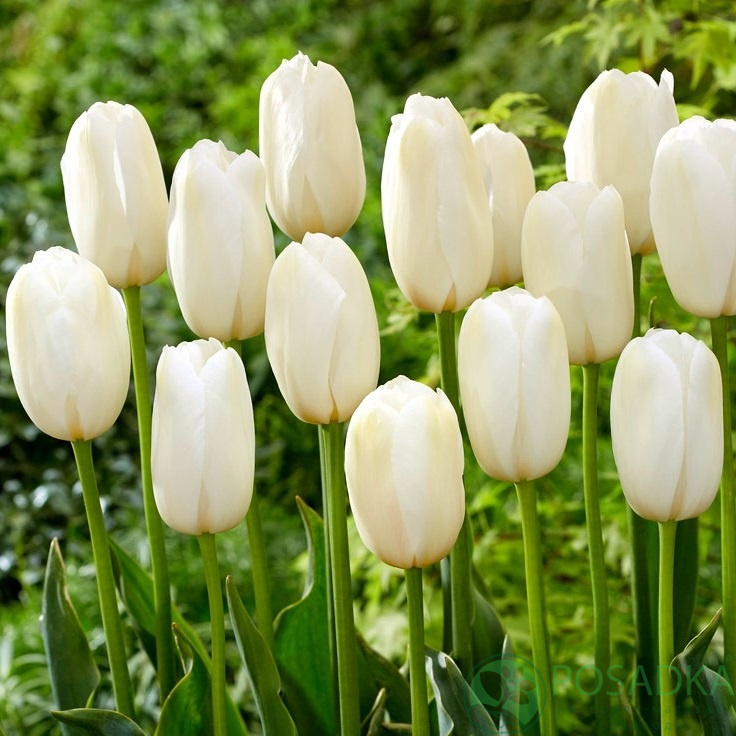 картинка Тюльпан Catherina (3 шт) р9 картинка Тюльпан Catherina (3 шт) р9
