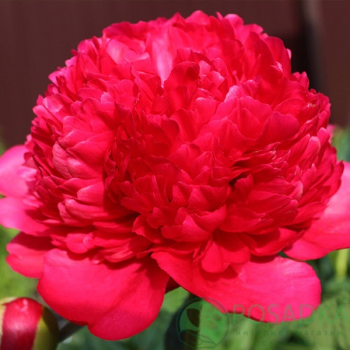 картинка Пион Command Performance 