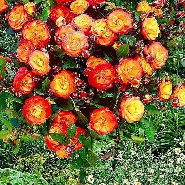 картинка Роза штамбовая Высший свет 