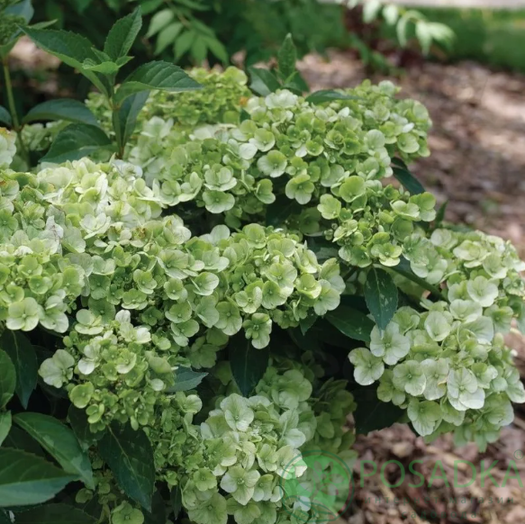 картинка Гортензия ампельная Fairytrail Green 
