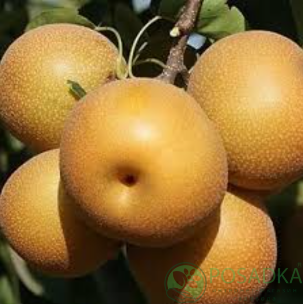 картинка Груша азиатская Хосу 