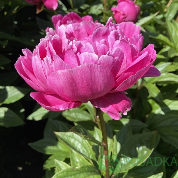 картинка Пион травянистый Jadwiga 