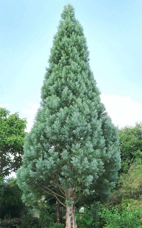 картинка Секвойядендрон гигантский Cannibal 