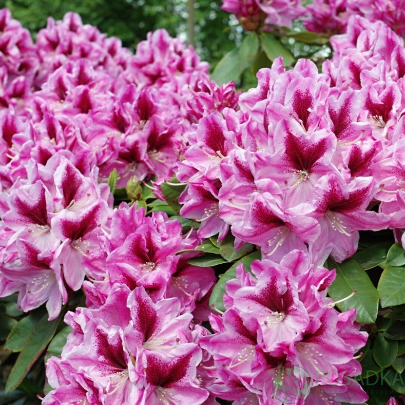 картинка Рододендрон гибридный Devin С4 