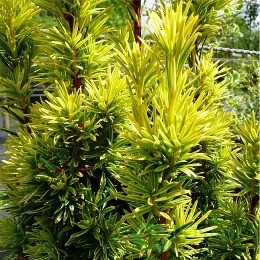 картинка Тис ягодный Фастигиата Ауреа 3л 