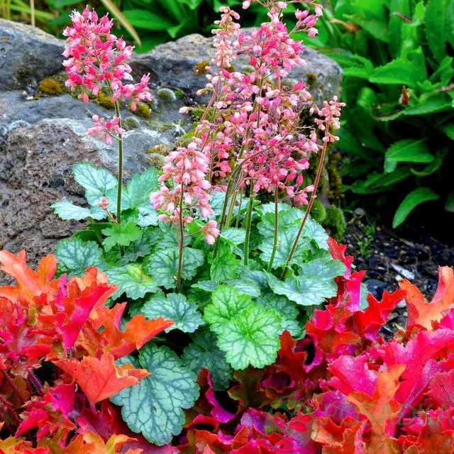 картинка Гейхера Peppermint (Пеперминт)  картинка Гейхера Peppermint (Пеперминт)