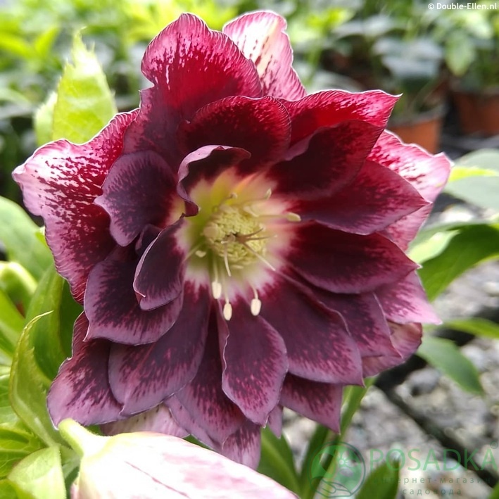 картинка Морозник Double Red 